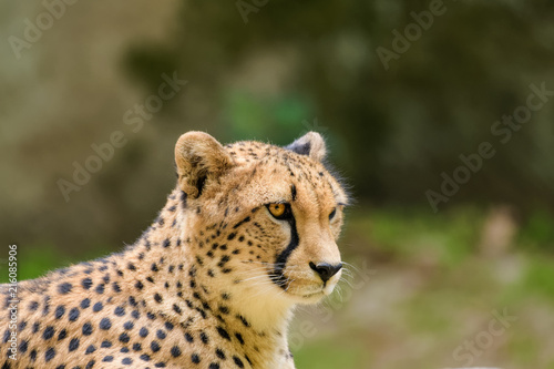 Closeup of a cheetah