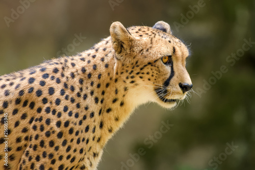 Closeup of a cheetah