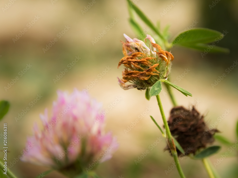 dried wildflower dried wildflower