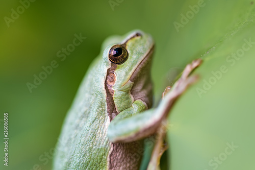 European tree frog on a wine leaf