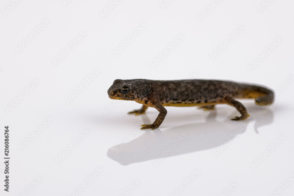 Naklejka premium Great crested newt on white reflective background