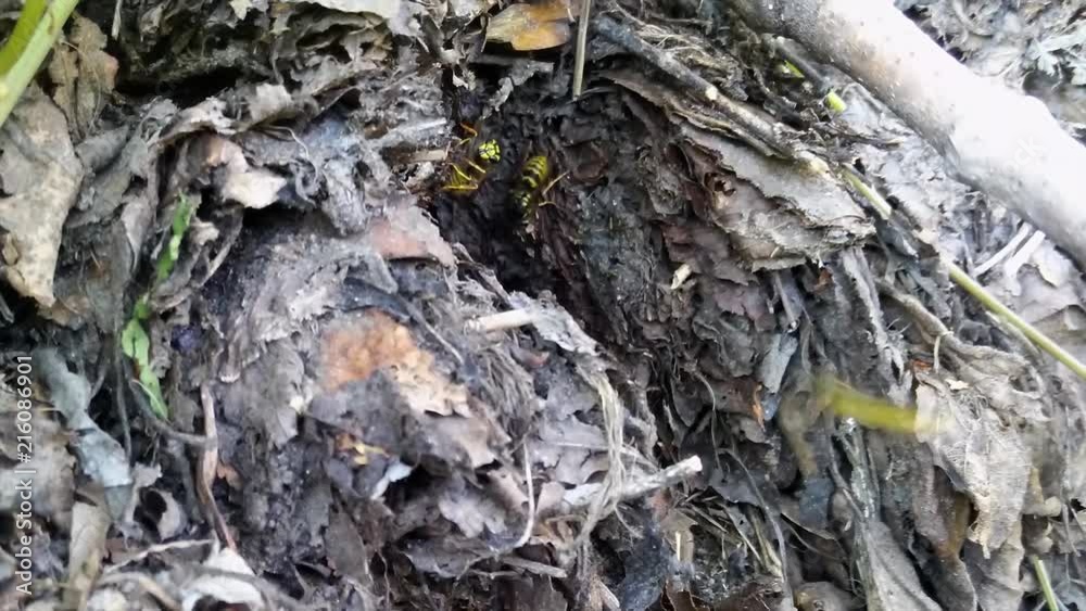 ground wasps in the nest. Aggressive insects arriving and departing their home in forest. Timelapse footage ground wasps in the nest. Aggressive insects arriving and departing their home in forest. Timelapse footage