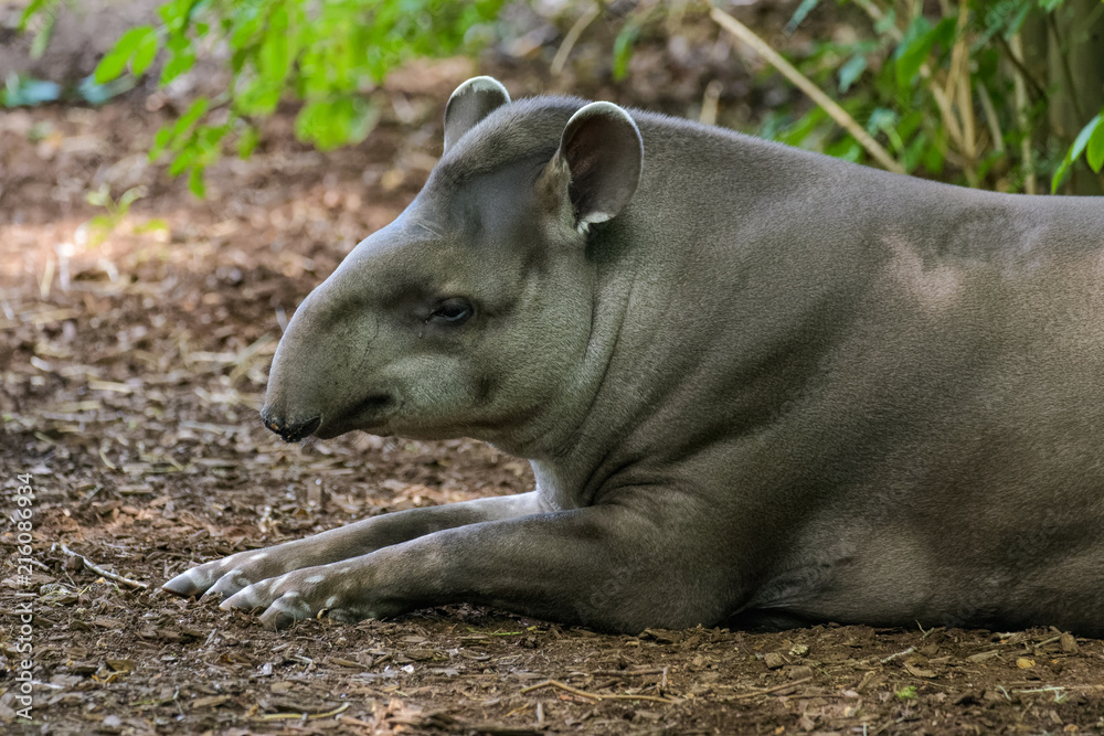 Lowland tapir resting in the shade Lowland tapir resting in the shade