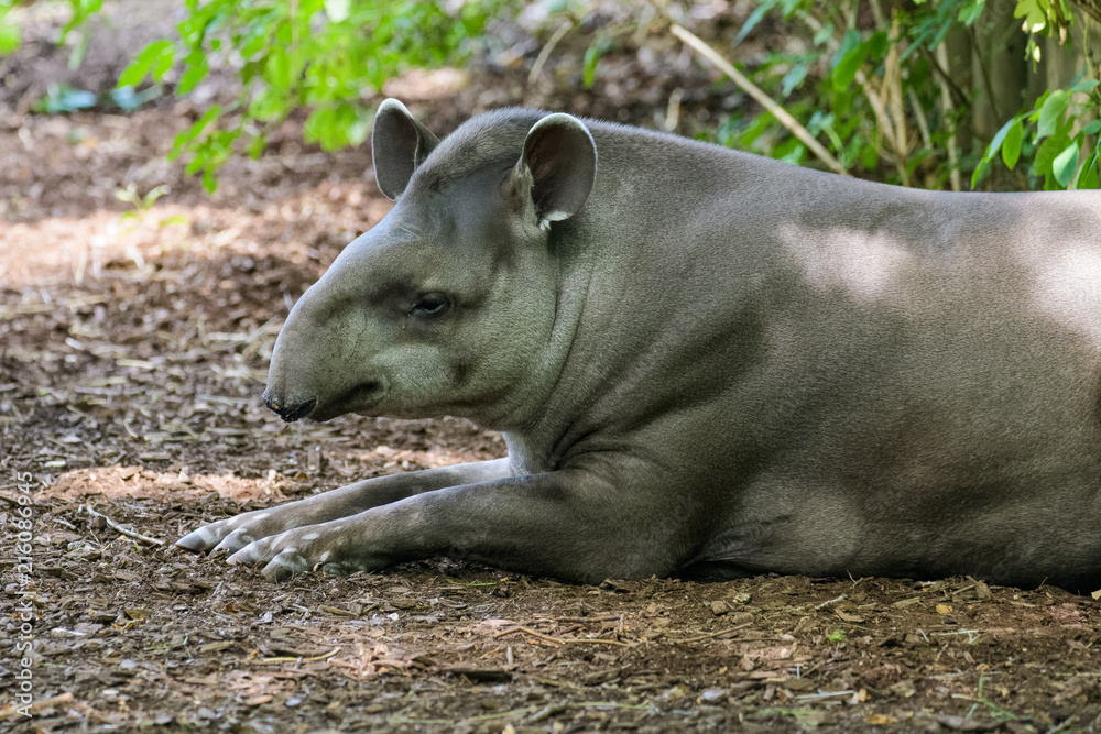 Lowland tapir resting in the shade Lowland tapir resting in the shade