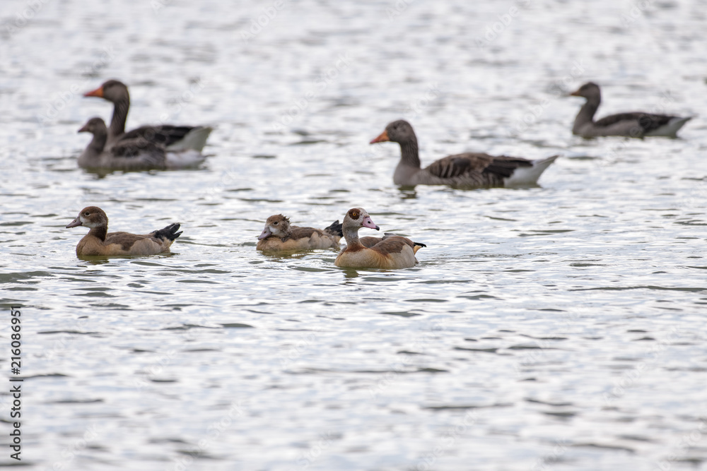 Obraz premium Nile geese swimmin in front of greylag geese on a lake