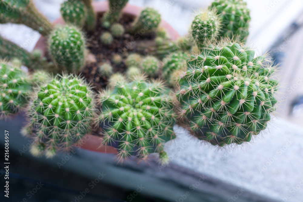 close up green cactus and spike close up green cactus and spike