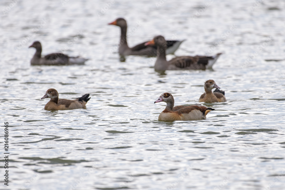 Nile geese swimmin in front of greylag geese on a lake Nile geese swimmin in front of greylag geese on a lake