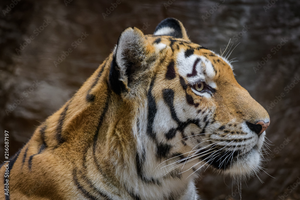 Obraz premium Male Siberian Tiger yawning