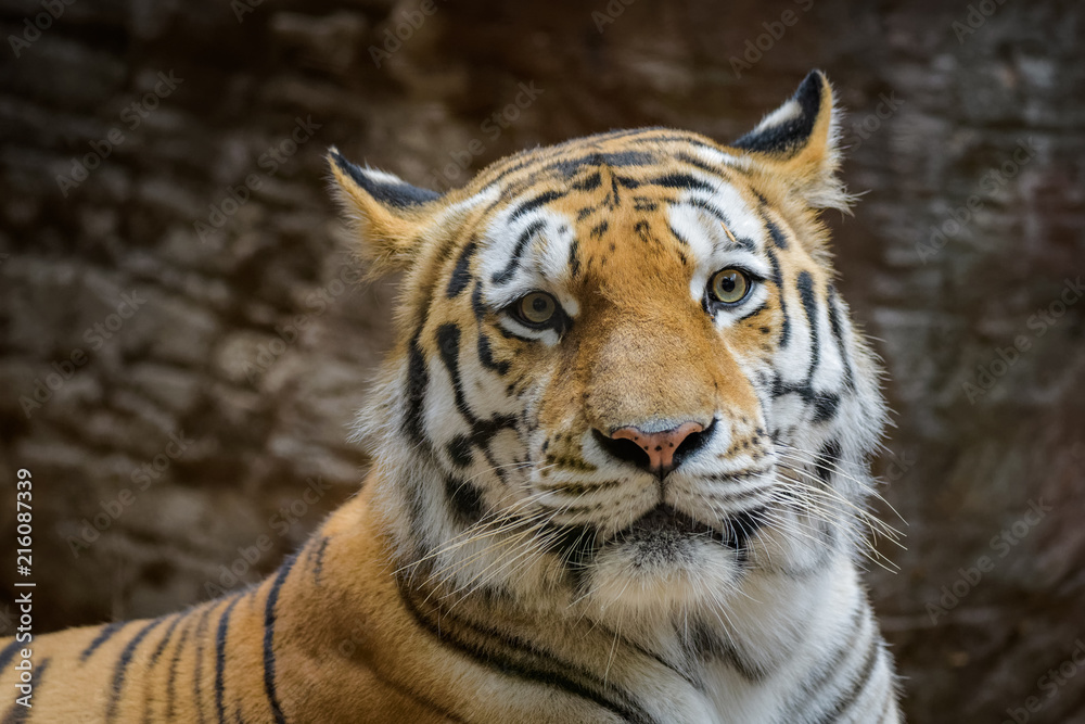 Male Siberian tiger in front of a dark background