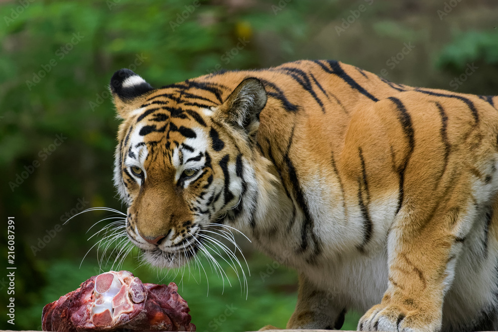 Obraz premium Female siberian tiger eating meat
