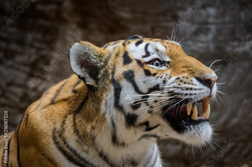 Fototapeta Naklejka Na Ścianę i Meble -  Male Siberian Tiger yawning