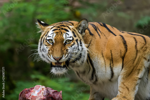 Fototapeta Naklejka Na Ścianę i Meble -  Female siberian tiger eating meat