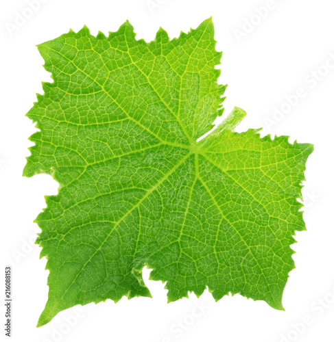Cucumber leaf isolated on a white. Detailed retouch.