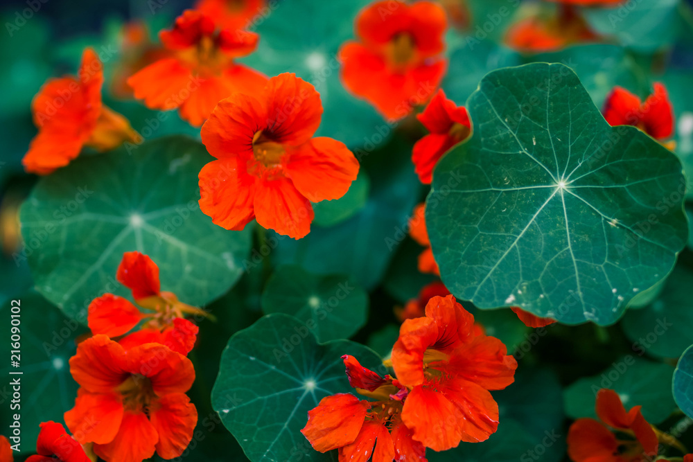 beautiful wild flowers