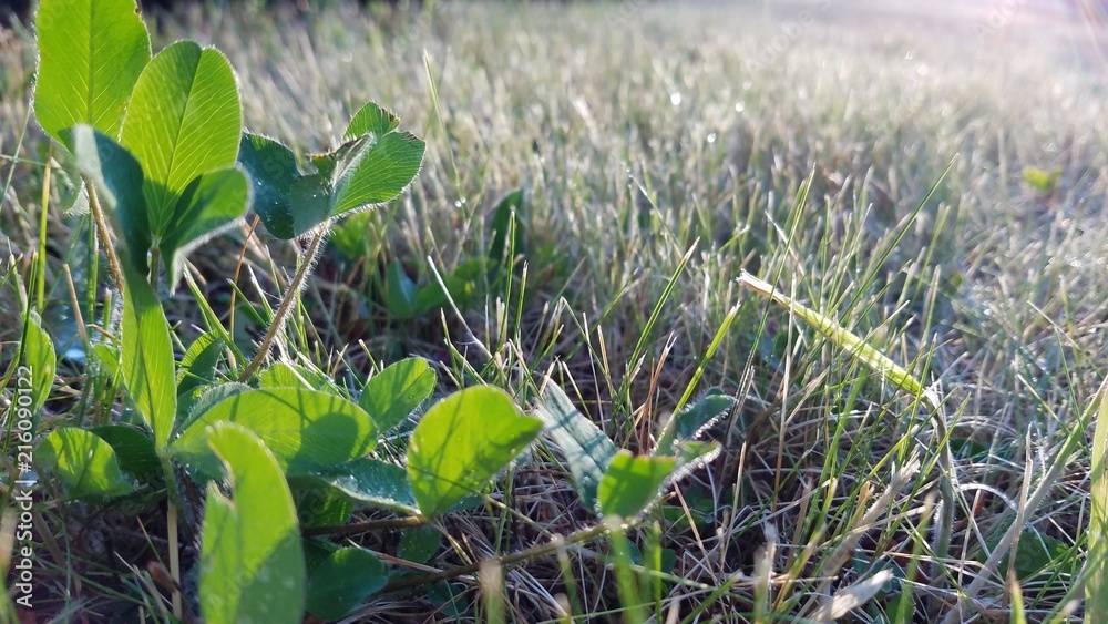 Clover in the field covers with dew in early morning Clover in the field covers with dew in early morning