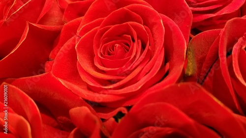 Red roses full blossom in close up
