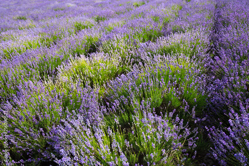 Lavender Field in the summer