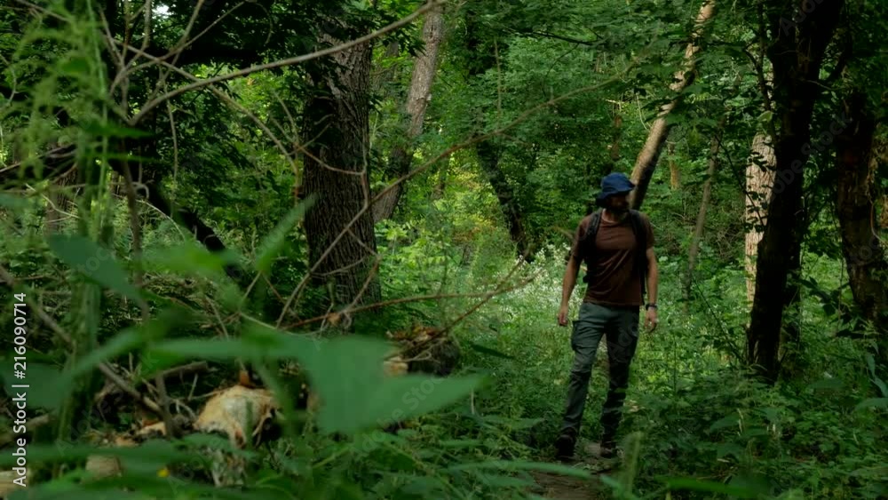 Loner ranger walks threw the deep green rain forest with hat 