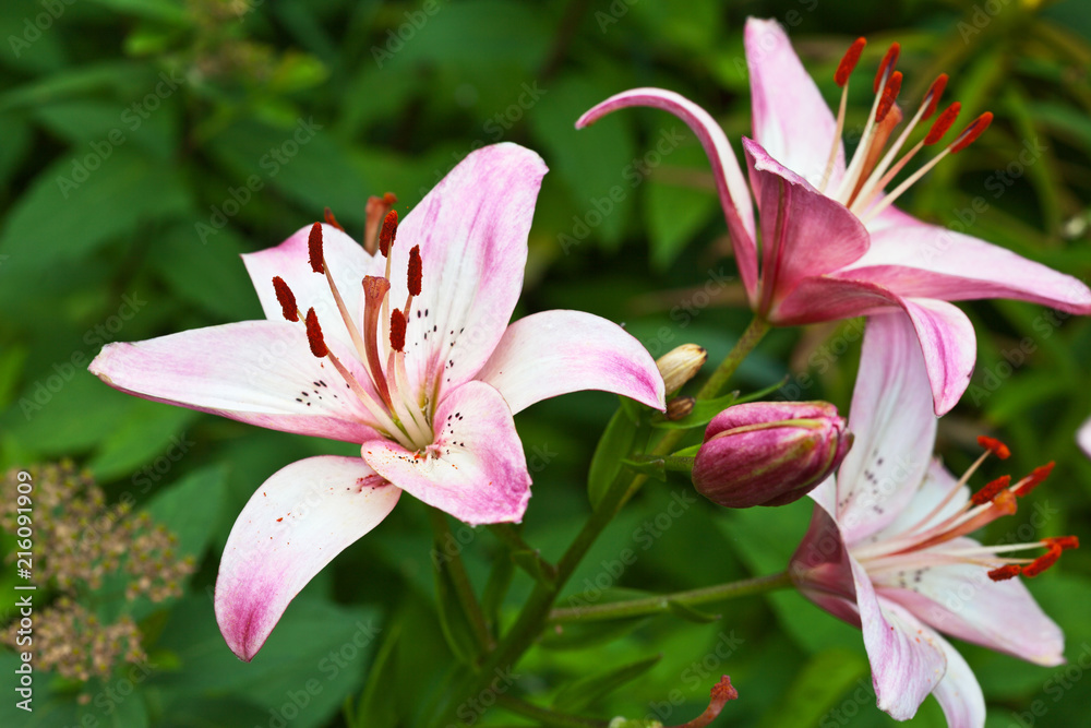 Beautiful fragrant pink lily of an Asian hybrid on a flowerbed against a background of green foliage in summer Beautiful fragrant pink lily of an Asian hybrid on a flowerbed against a background of green foliage in summer