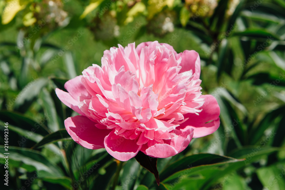 Closeup of beautiful pink peony. Closeup of beautiful pink peony.