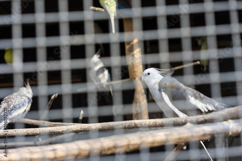 birds behind fence