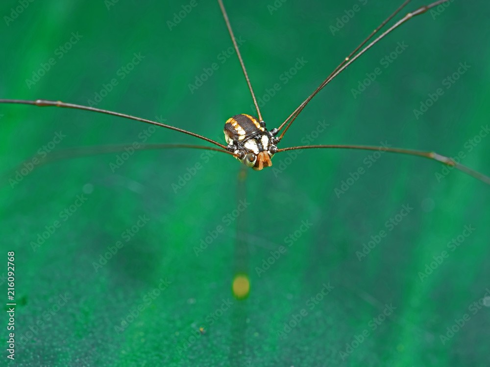 Macro Photo of Harvestmen or Daddy Longlegs Isolated on Colorful Background Macro Photo of Harvestmen or Daddy Longlegs Isolated on Colorful Background
