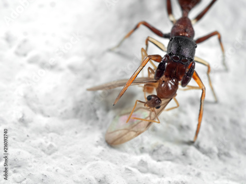 Macro Photo of Ant Mimic Jumping Spider Biting onTorso of Prey on White Floor © backiris