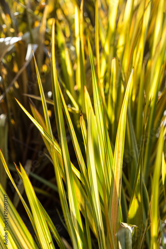 flax leaves of phormium agavaceae tanax from new zealand