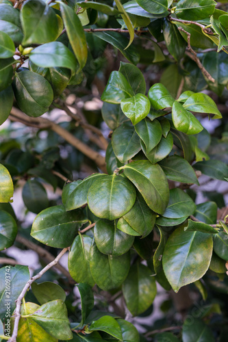 Leaves close up of camellia japonica alba plant