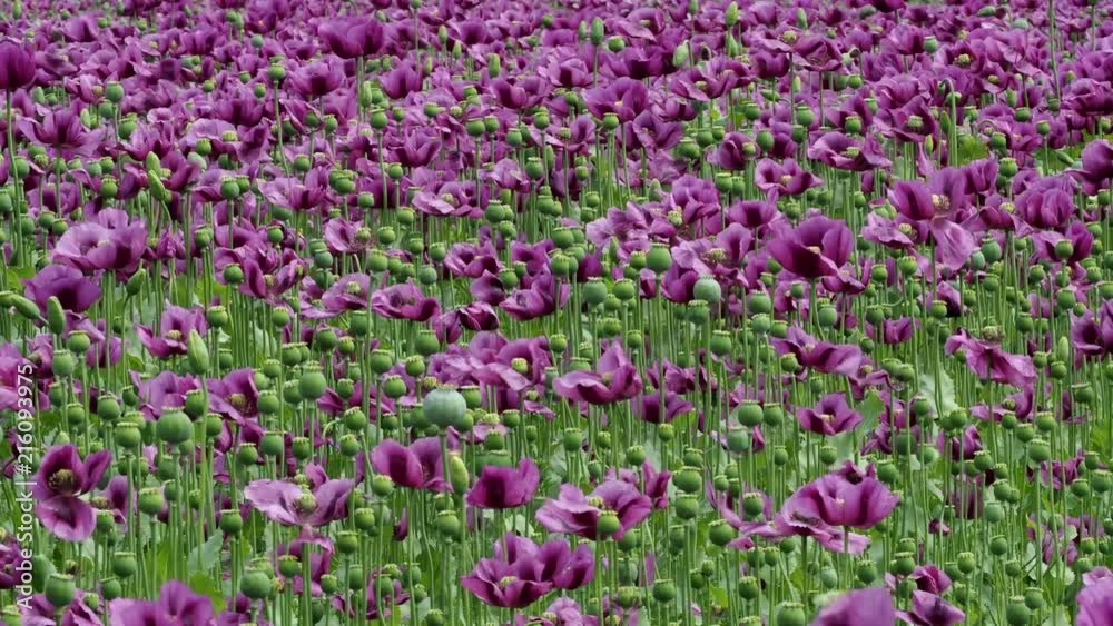 Green opium poppy capsules, purple poppy blossoms in a field. (Papaver somniferum). Poppies, agricultural crop. Green opium poppy capsules, purple poppy blossoms in a field. (Papaver somniferum). Poppies, agricultural crop.