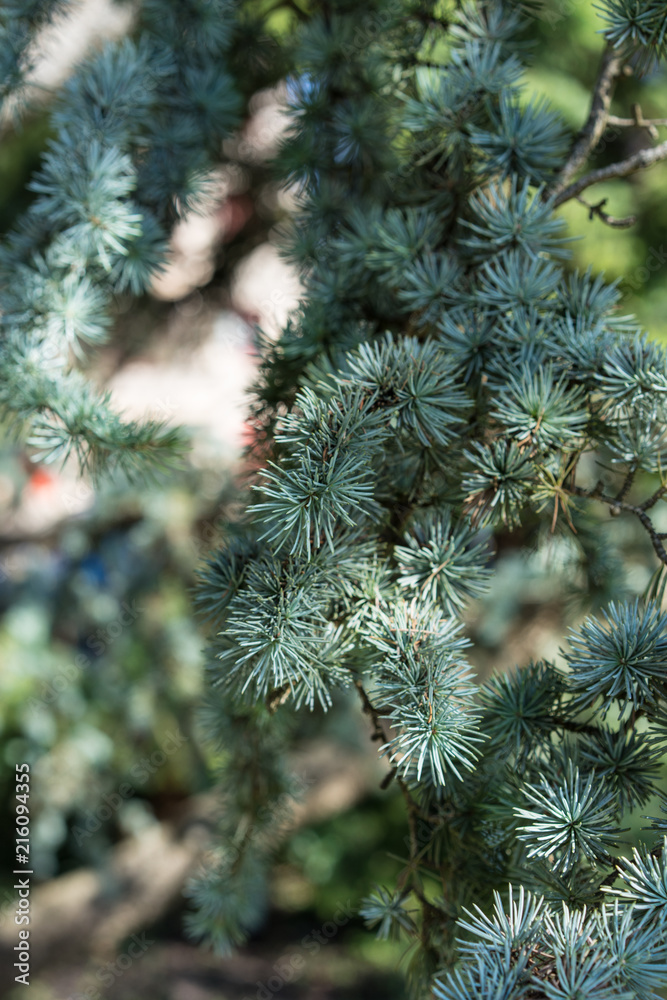 pine leaf of cedrus atlantica tree from atlas mountain pine leaf of cedrus atlantica tree from atlas mountain