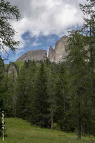 Wanderung in den Dolomiten: Lärchenwald