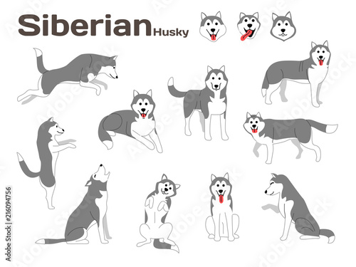 siberian husky,dog in action,happy dog