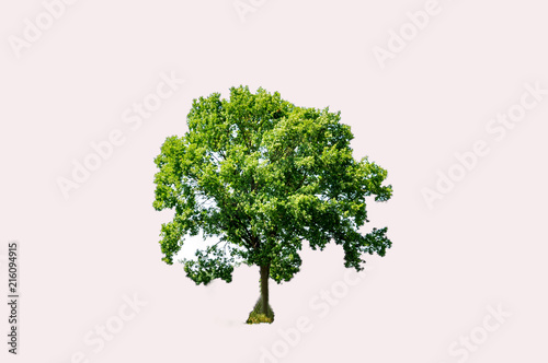 close up of tree plant isolated white background