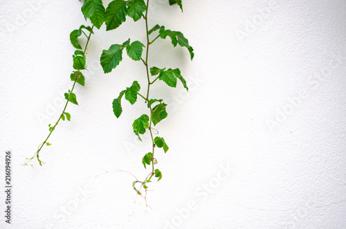Creeper hanging from a white wall © psychoziie