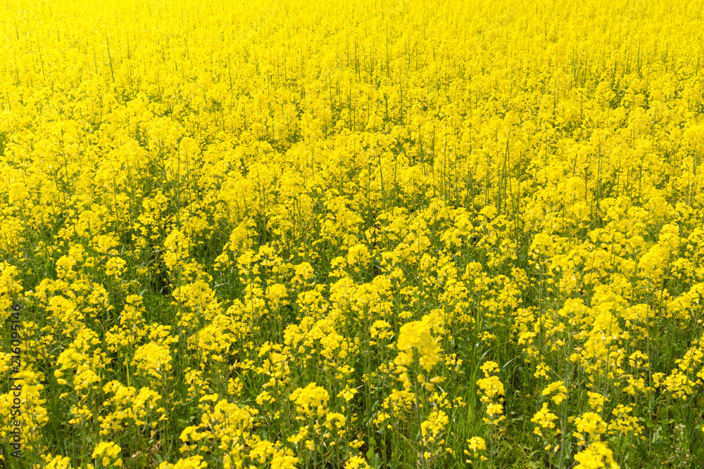 Canola flower fields, Komono, Mie, Japan