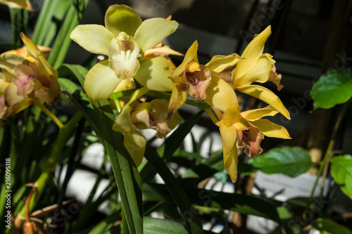 tropical yellow flower blooming, nidularium innocentii from brasil photo