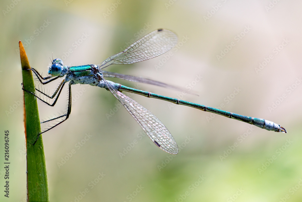 Dragonfly hangs on the blade of grass Dragonfly hangs on the blade of grass