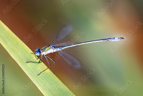 Dragonfly on the blade of grass © Edler von Rabenstein