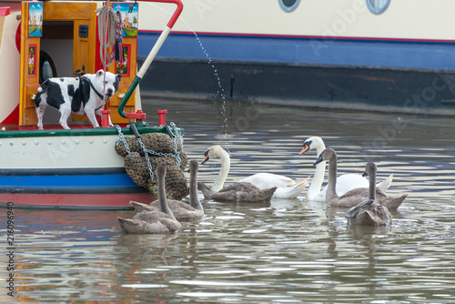 surprised looking black and white bulldog standing on stern of boat looks at aquatic birds including swans and cygnets