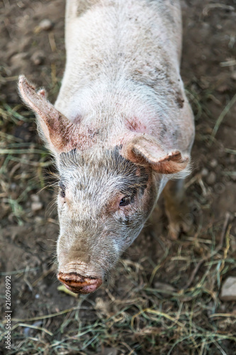 Domestic pig in natural environment