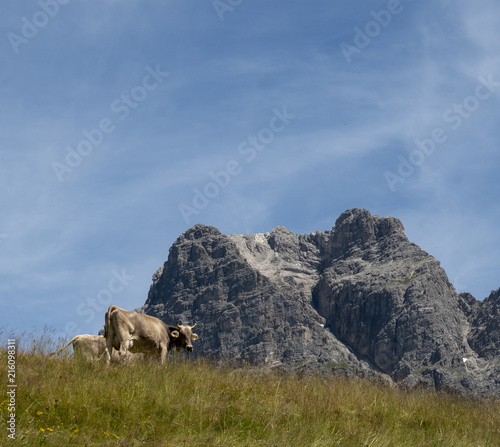 Kühe auf der Alp, Widderstein, Hochtannenbergpass, Vorarlberg, Österreich
