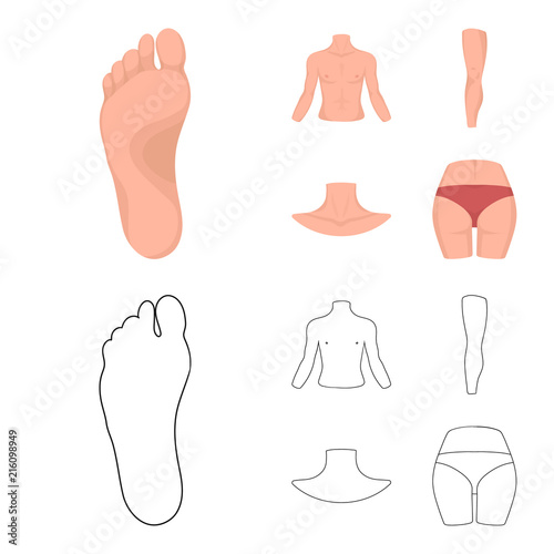 Torso, leg, neck and buttocks. Body parts set collection icons in cartoon,outline style vector symbol stock illustration web.
