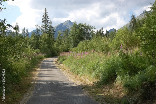 Track in the area of Lake Strbske Pleso in summer, Slovakia.