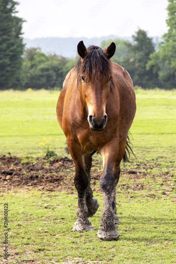 Fototapeta premium Cheval de selle français de face