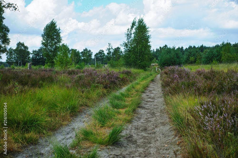 Large green forest in the Netherlands and Belgium, Kempen pine forest and fields full of flowering heather, place for walking and cycling Large green forest in the Netherlands and Belgium, Kempen pine forest and fields full of flowering heather, place for walking and cycling