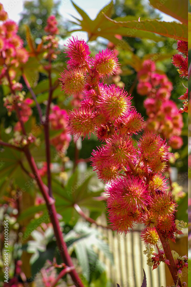 Ricinus communis or castor bean poisoning and medical plant, source of castor oil Ricinus communis or castor bean poisoning and medical plant, source of castor oil