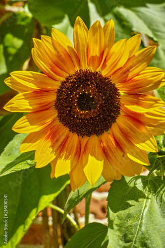 Blossom of sunflowers in summer sunny day