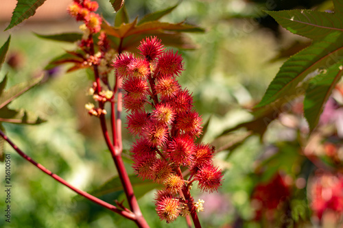 Ricinus communis or castor bean poisoning and medical plant, source of castor oil