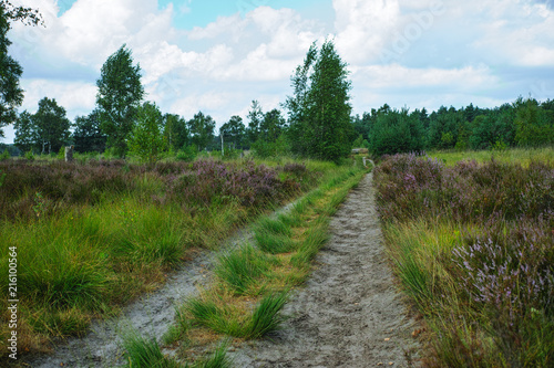 Large green forest in the Netherlands and Belgium, Kempen pine forest and fields full of flowering heather, place for walking and cycling